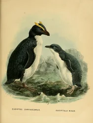 Illustration of the Rockhopper Penguin and the Little Penguin